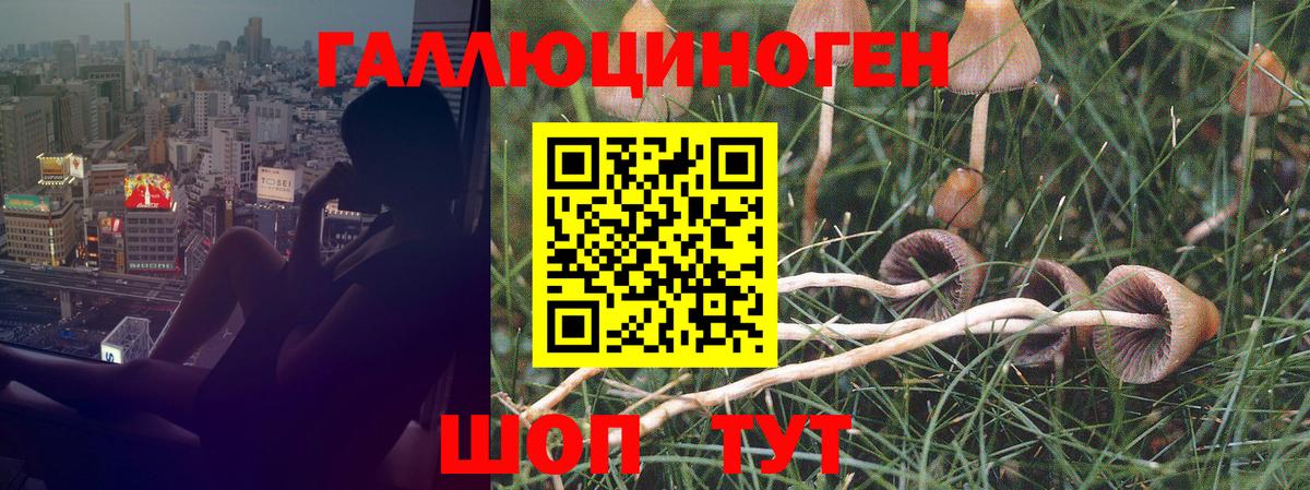 Галлюциногенные грибы GOLDEN TEACHER  хочу наркоту  Вход с VPN  Отрадное  Галлюциногенные грибы Cubensis 
